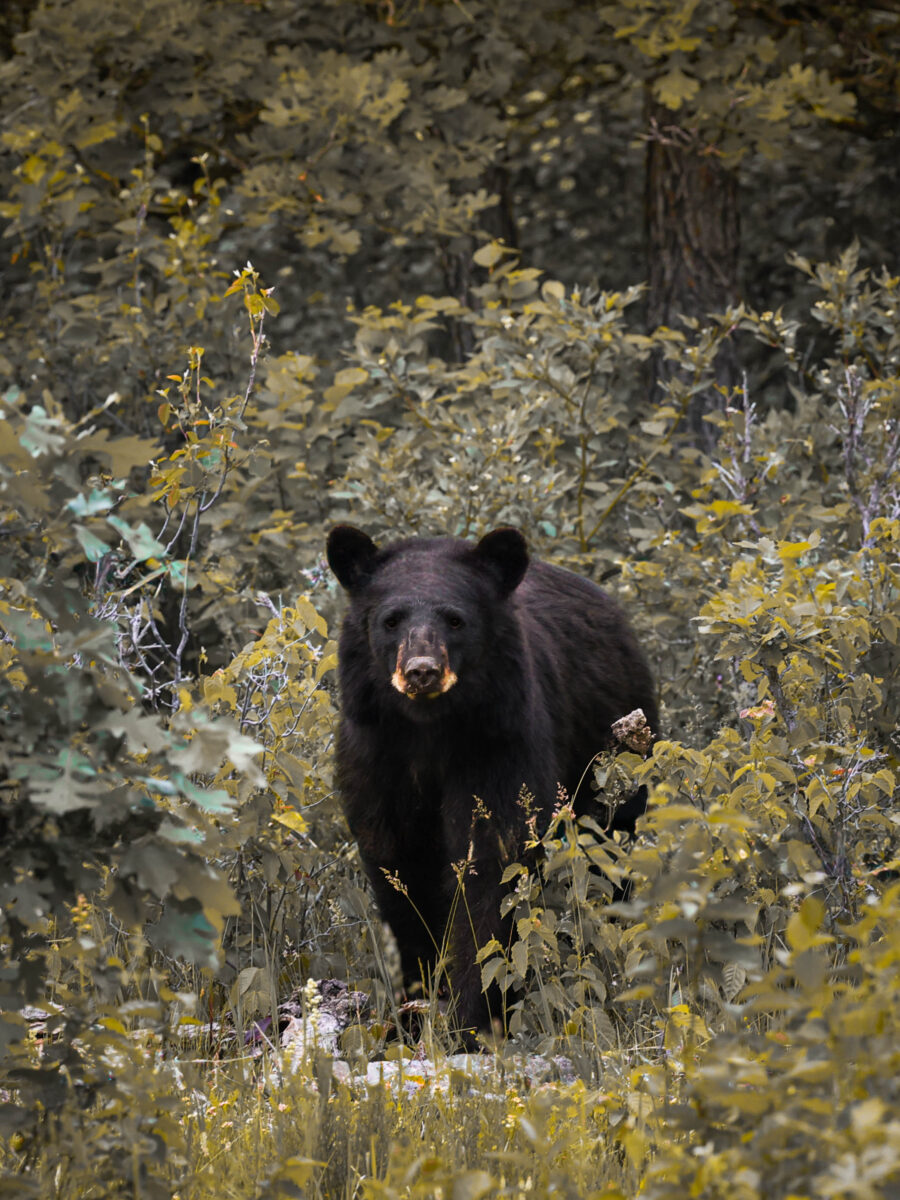 Curious Black Bear