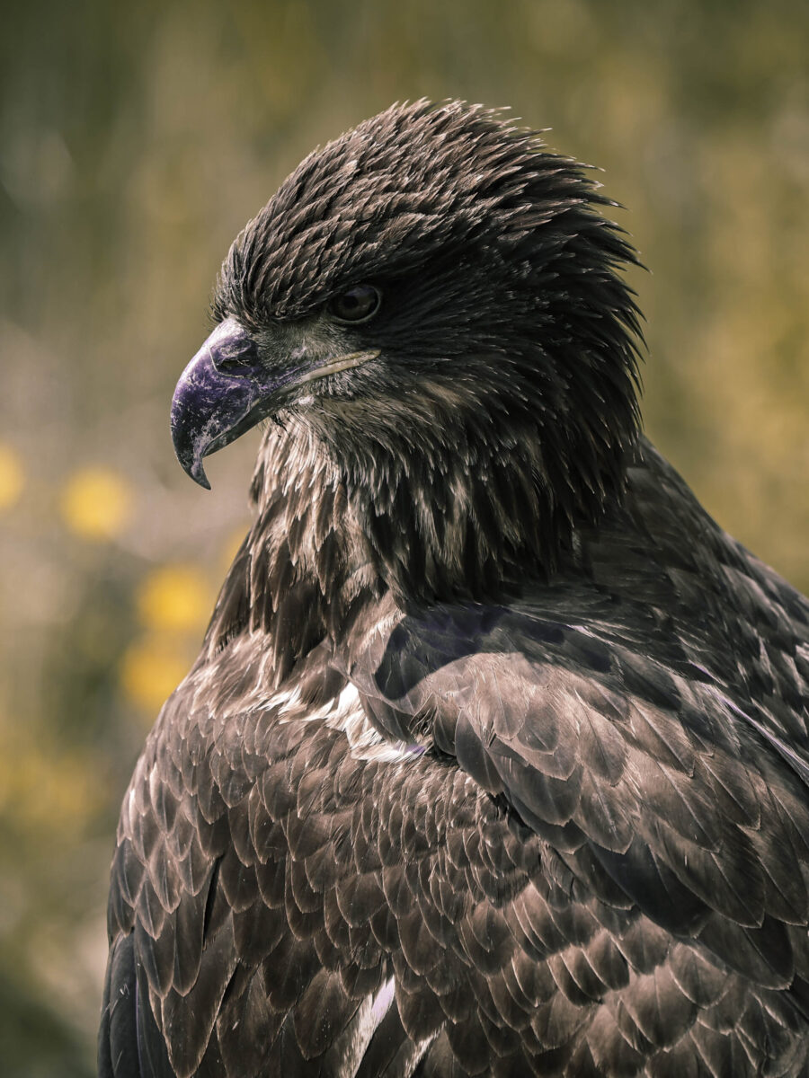 Juvenile Bald Eagle