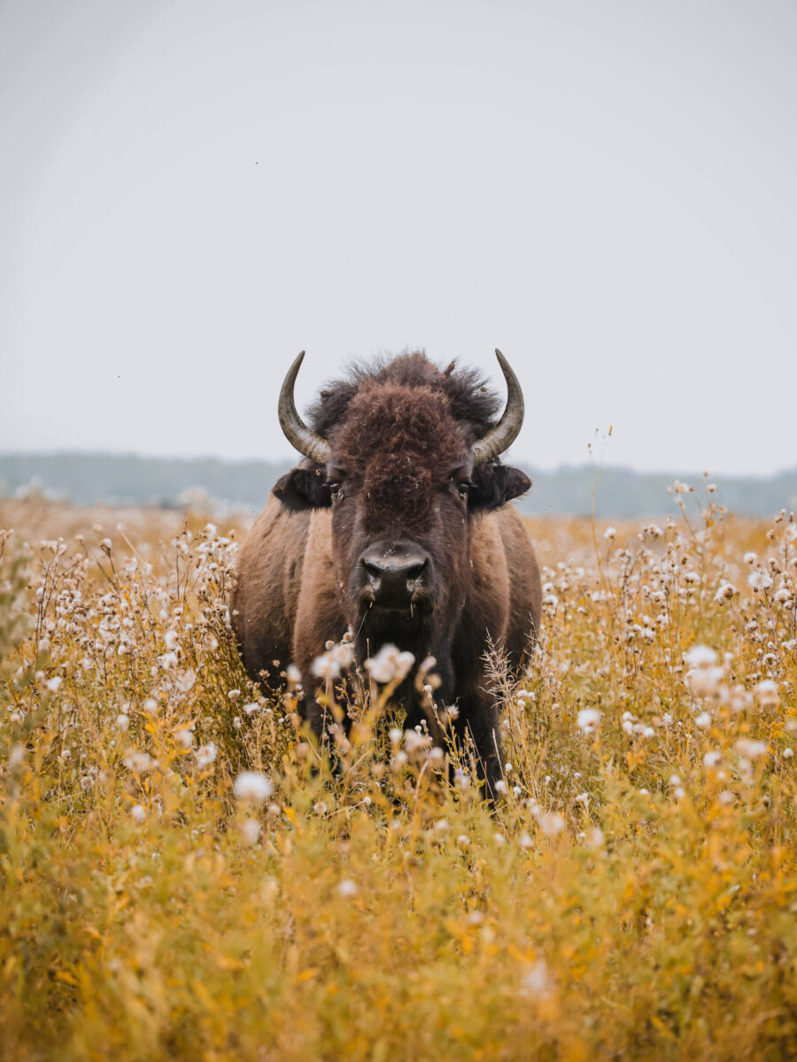 Prairie Flower Bison