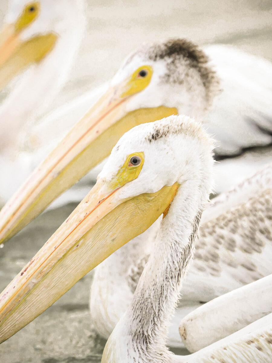 American White Pelican