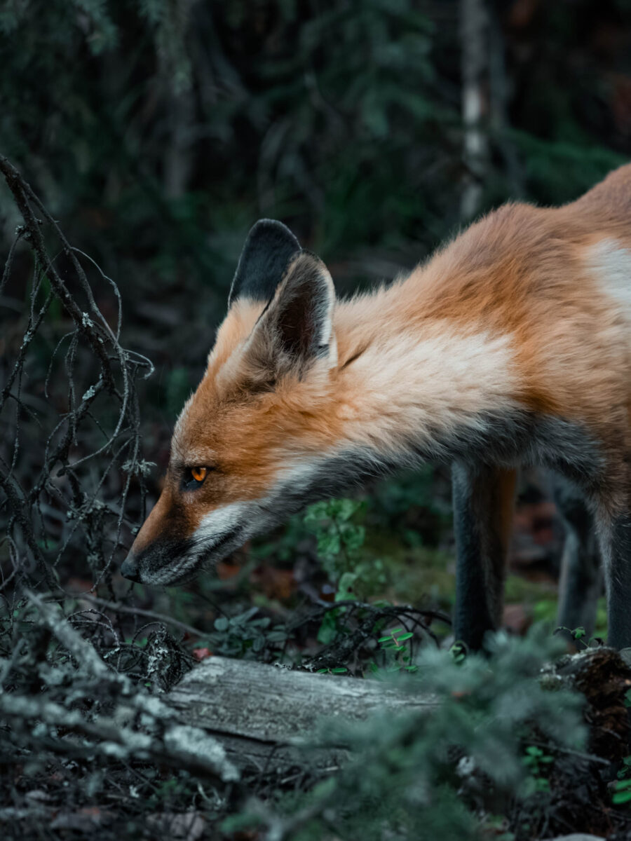 Fox, Yellowknife